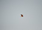 Torenvalk (Common Kestrel) (Falco tinnunculus) - Ongiin Khiid 18-08-2016 (6)